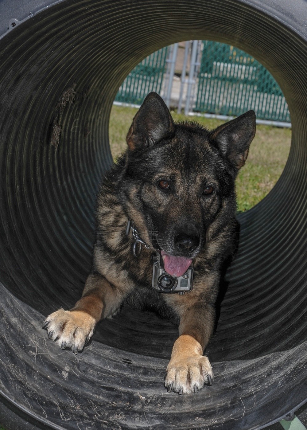 Naval Station Mayport MWD training