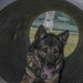 Naval Station Mayport MWD training