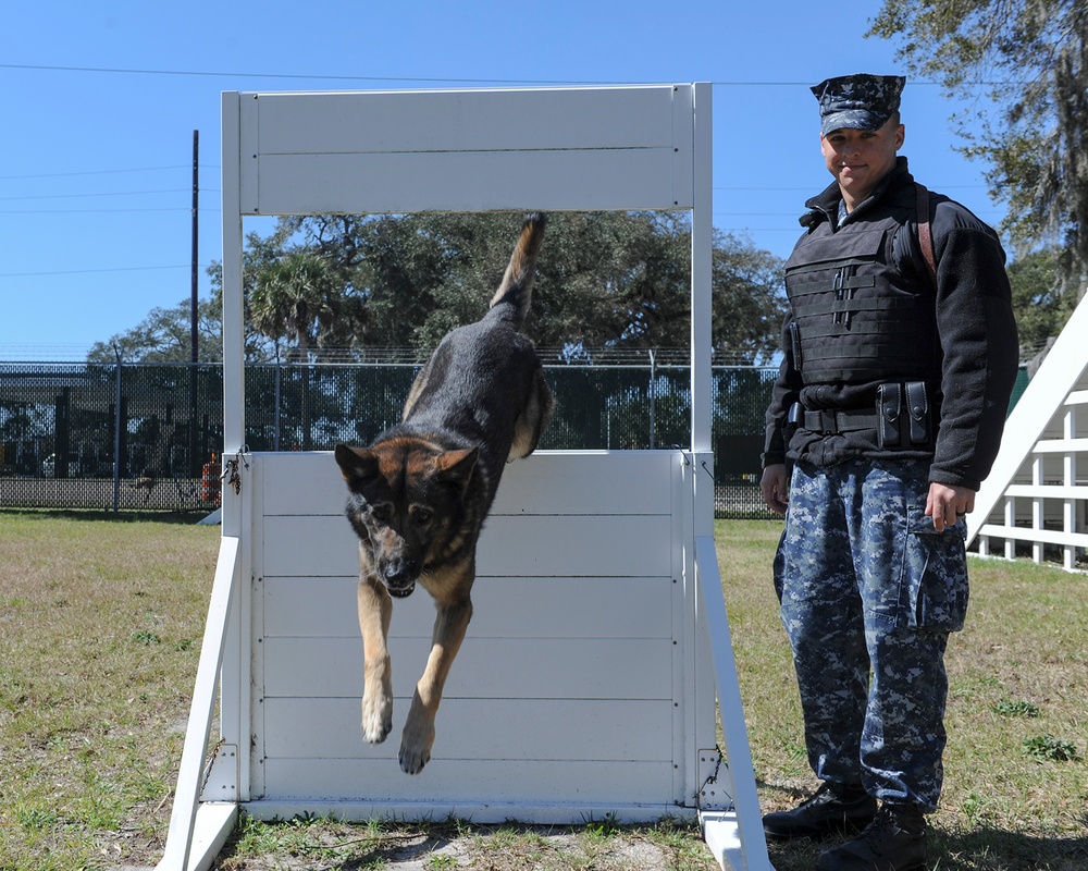 Naval Station Mayport MWD training