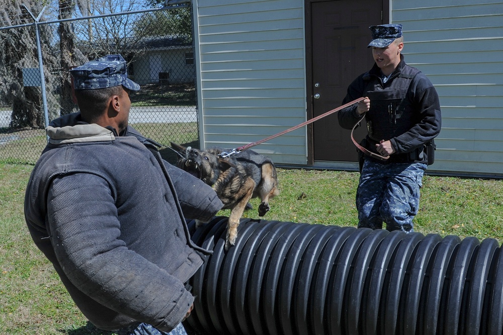 Naval Station Mayport MWD training