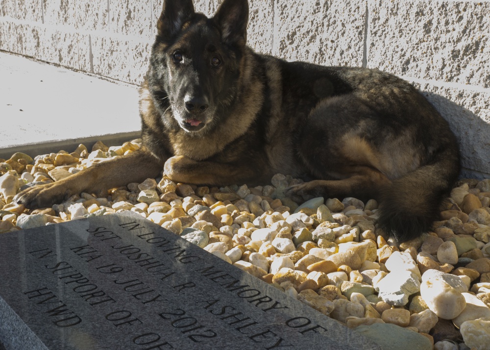 Bringing a part of Josh home: MWD of fallen handler adopted by family