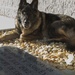 Bringing a part of Josh home: MWD of fallen handler adopted by family