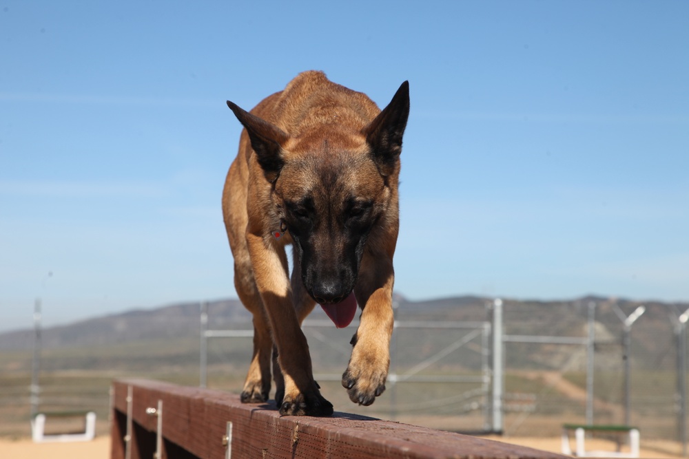 MARSOC Multi-Purpose Canine Subject Matter Expert Exchange Conference