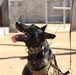 MARSOC Multi-Purpose Canine Subject Matter Expert Exchange Conference