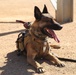 MARSOC Multi-Purpose Canine Subject Matter Expert Exchange Conference