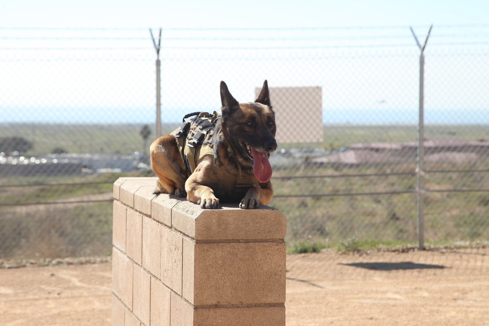 MARSOC Multi-Purpose Canine Subject Matter Expert Exchange Conference