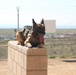 MARSOC Multi-Purpose Canine Subject Matter Expert Exchange Conference