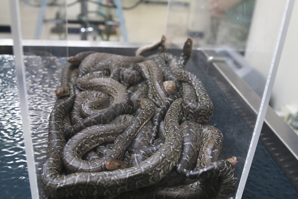DVIDS - News - Cuban boas make themselves at home in the midst of historic  military base