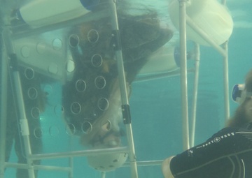 24th MEU Marines participate in Underwater Egress Training