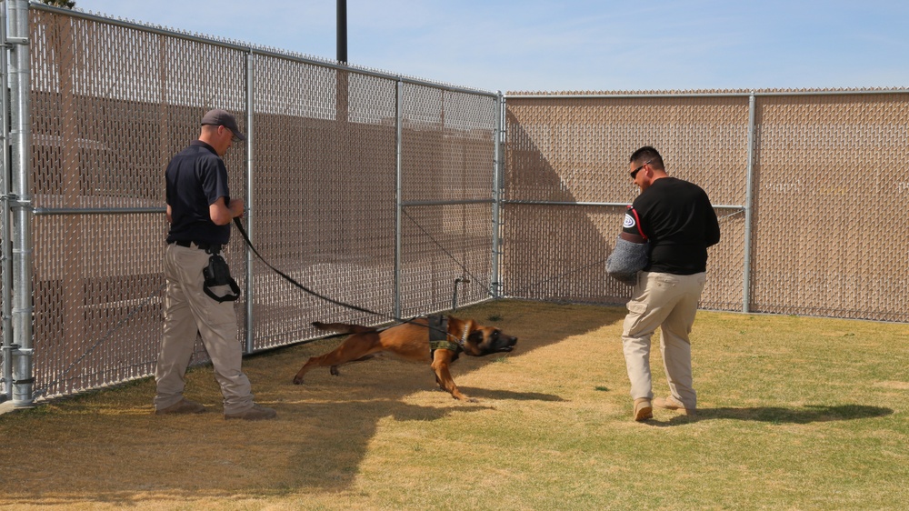 K-9 officers engage in controlled aggression training with Wwrinkle
