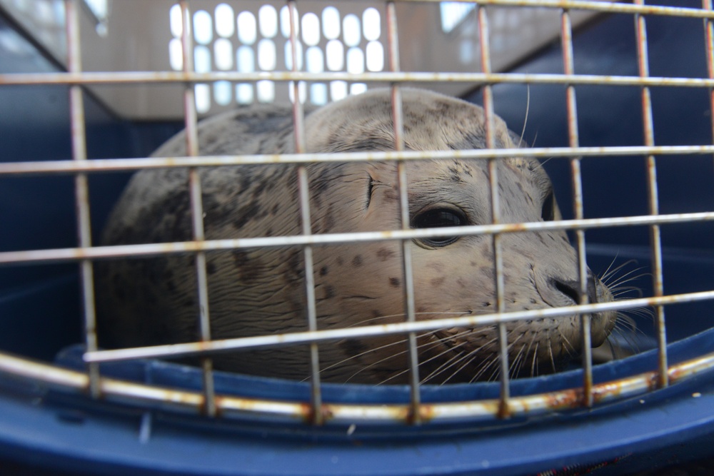 Coast Guard Auxiliary boat crew releases rehabilitated Harbor Seal pup