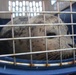 Coast Guard Auxiliary boat crew releases rehabilitated Harbor Seal pup