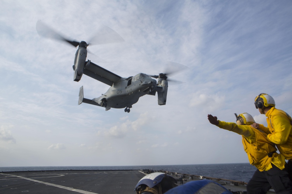 Ospreys on the Ashland