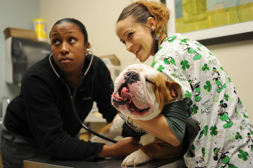 Langley Veterinary Clinic: Keeping our furry friends healthy