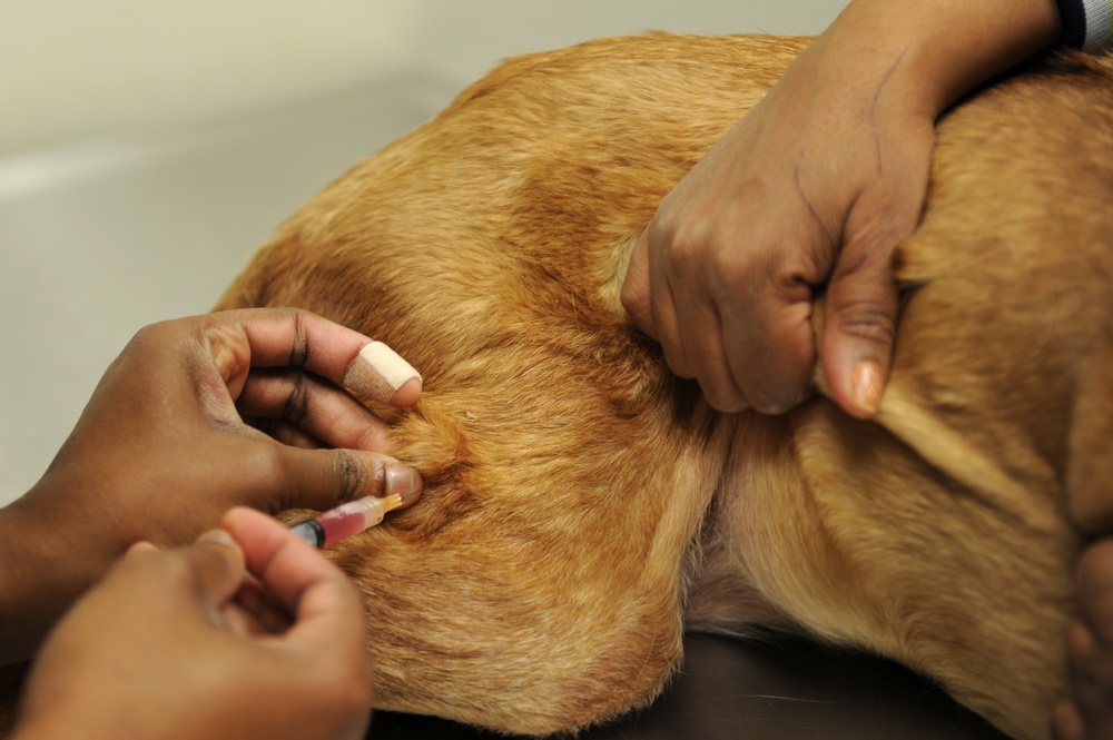 Langley Veterinary Clinic: keeping our furry friends healthy