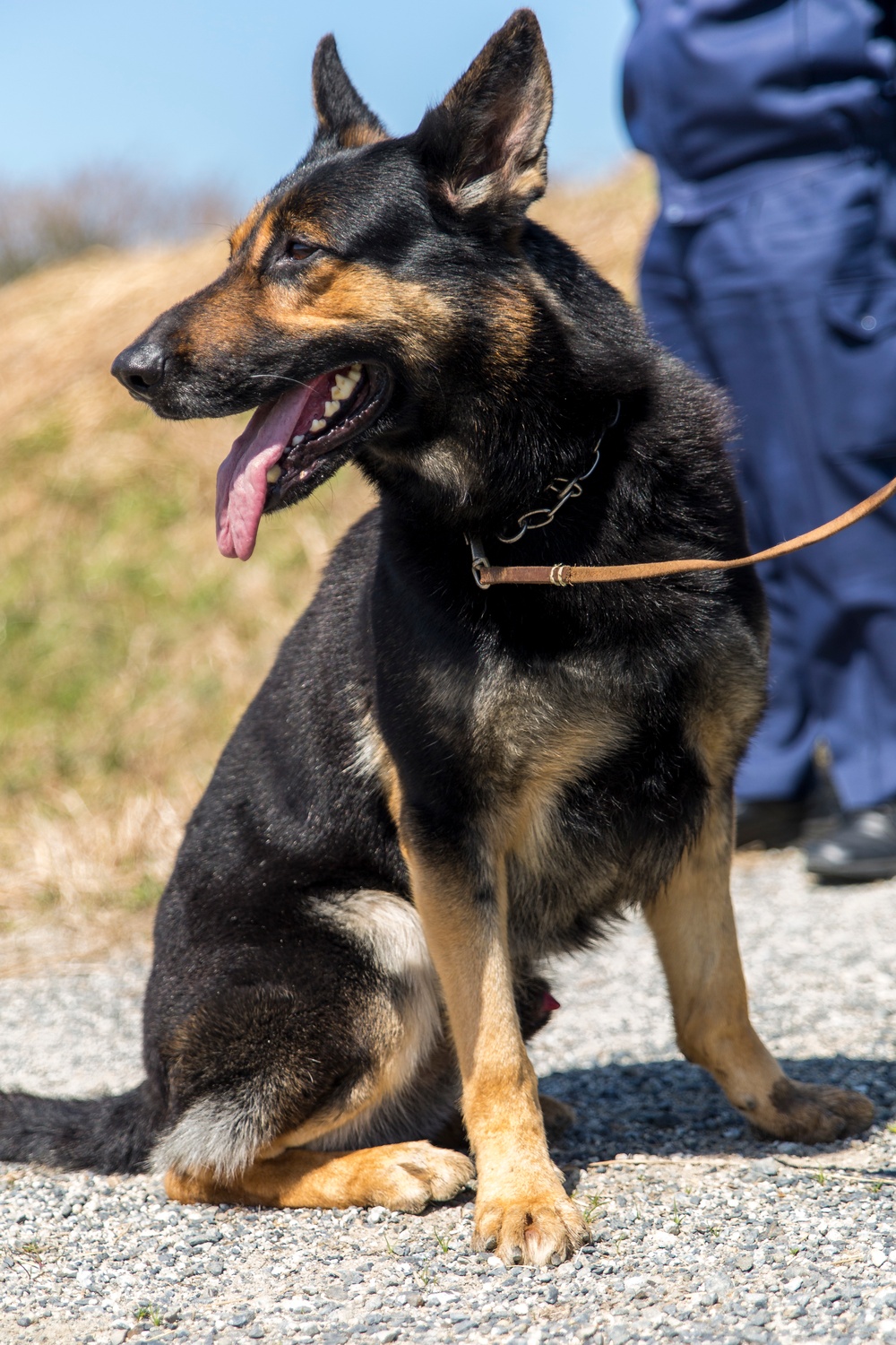Marines, Japanese sniff out explosives