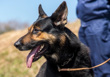 Marines, Japanese sniff out explosives