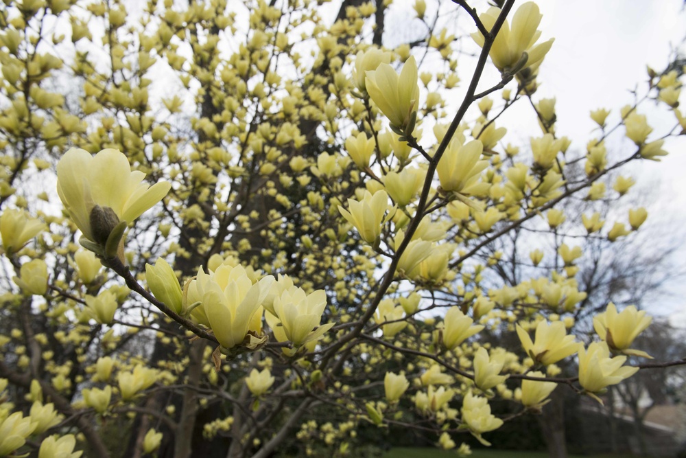 Yellow Magnolias bloom in Arlington National Cemetery