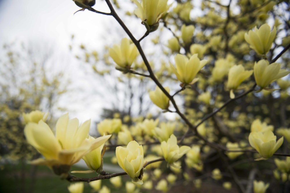 Yellow Magnolias bloom in Arlington National Cemetery