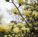 Yellow Magnolias bloom in Arlington National Cemetery
