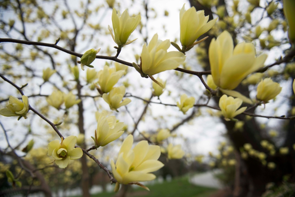 Yellow Magnolias bloom in Arlington National Cemetery