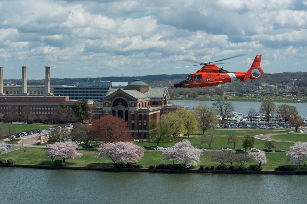 Coast Guard helicopter crew flies above the cherry blossoms