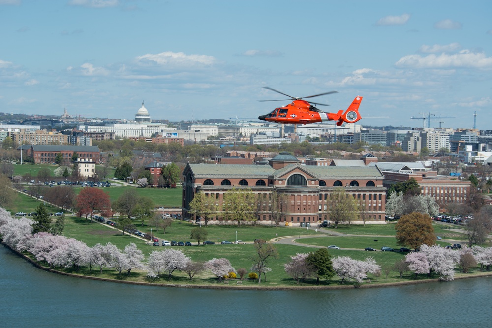 Coast Guard helicopter crew flies above the cherry blossoms