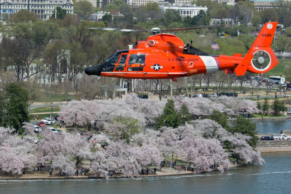 Coast Guard helicopter crew flies above the cherry blossoms