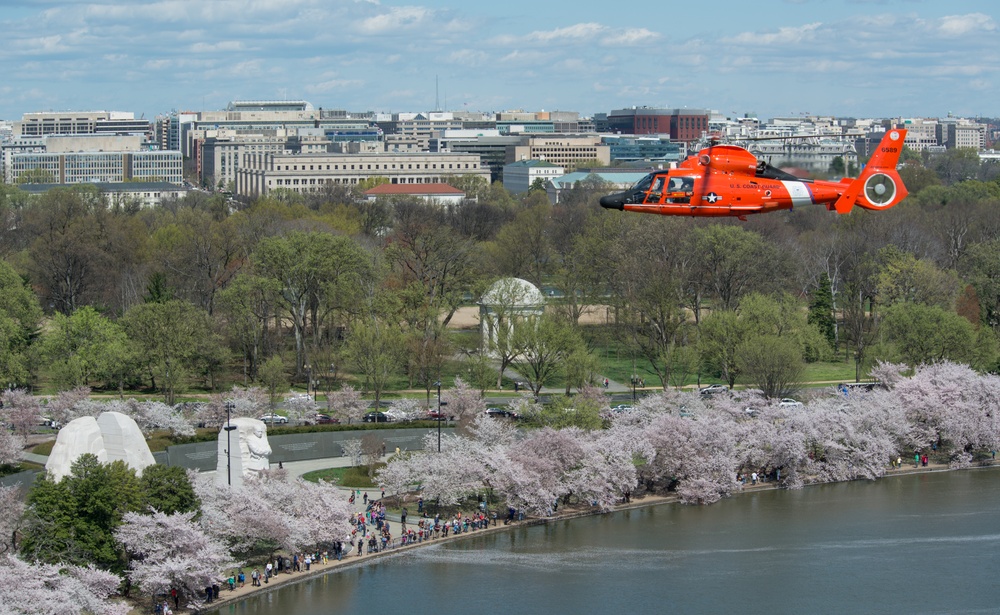 Coast Guard helicopter crew flies above the cherry blossoms