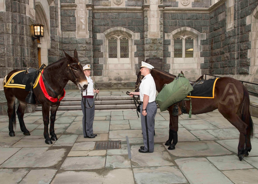 West Point's Newest Mule Mascot