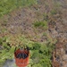 JTF-Bravo Supports Honduras Military in putting out a forest fire.