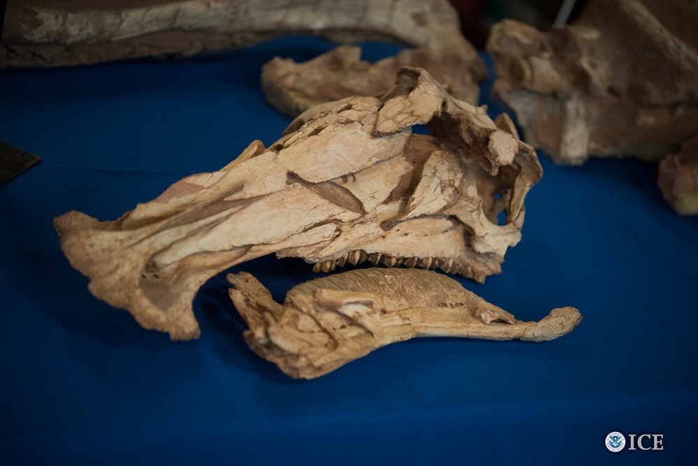 ICE returns dinosaur skeletons, eggs to Mongolia