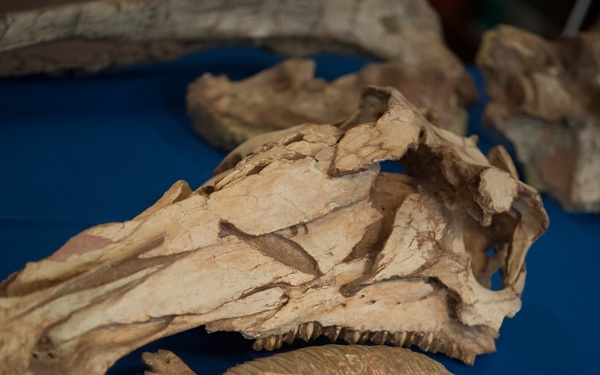 ICE returns dinosaur skeletons, eggs to Mongolia