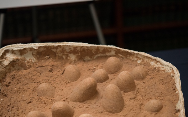 ICE returns dinosaur skeletons, eggs to Mongolia