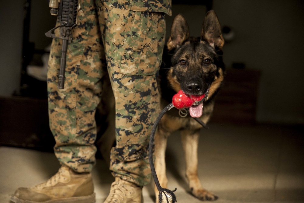 Patrol Explosive Detection Dogs