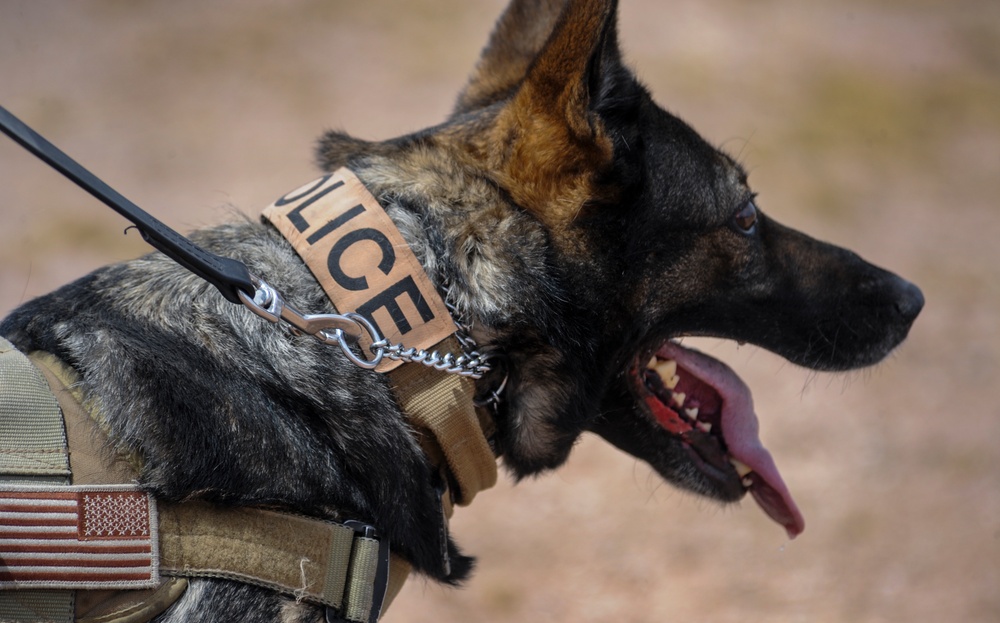 K-9 leads the way