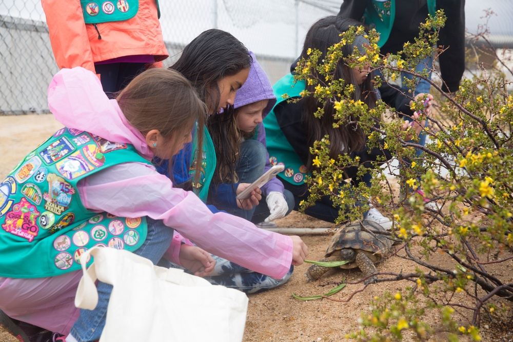 NREA teaches girl scouts about desert tortoise