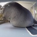 Agencies partner for historic monk seal transfer in Hawaii