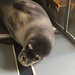 Agencies partner for historic monk seal transfer in Hawaii
