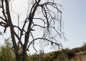 U.S military Combat Cameramen train in field exercise