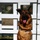 Military working dog receives Dickin Medal for heroism