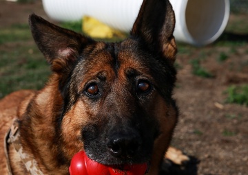 Military working dog receives Dickin Medal for heroism