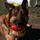 Military working dog receives Dickin Medal for heroism