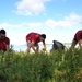 Volunteers Target Rubbish, Green Waste, and Invasive Plant Species during Pearl Harbor Beach Clean Up