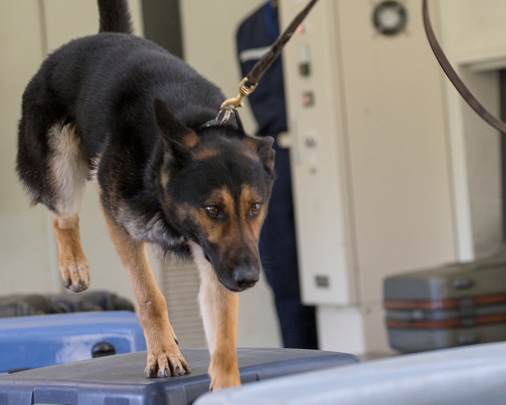 Air Force MWD handlers visit Japan K-9 training center