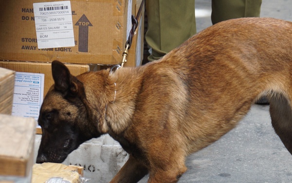 Customs and Border Protection trained Belgian Malinois are delivered to Tanzania