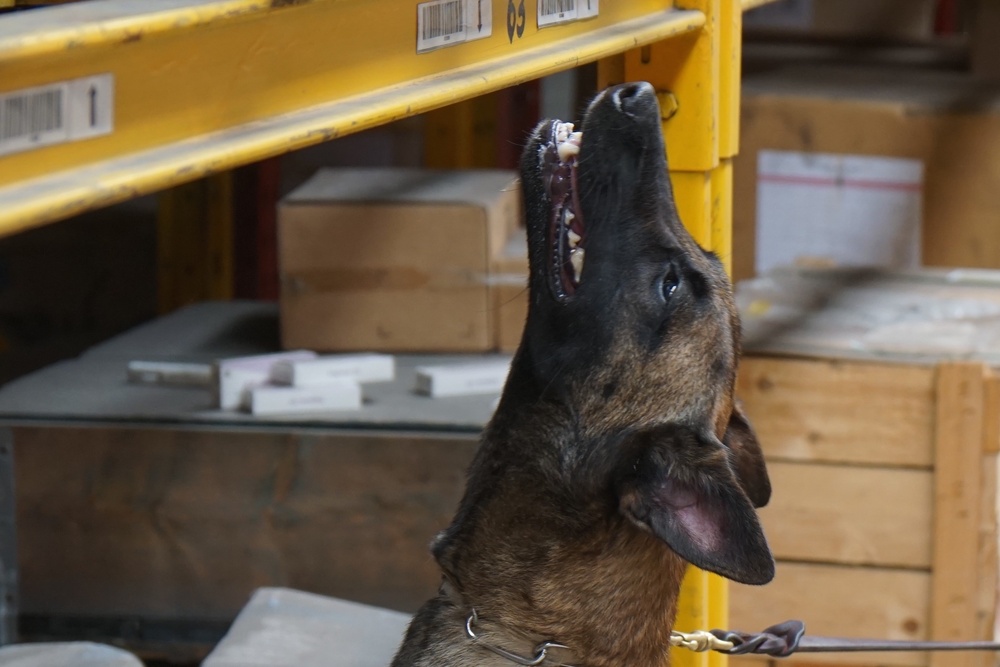 Customs and Border Protection trained Belgian Malinois are delivered to Tanzania