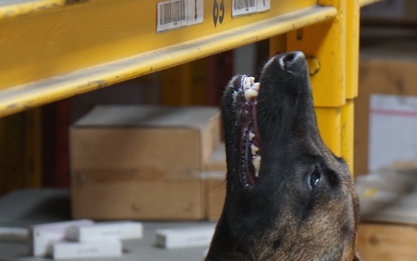 Customs and Border Protection trained Belgian Malinois are delivered to Tanzania