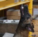 Customs and Border Protection trained Belgian Malinois are delivered to Tanzania