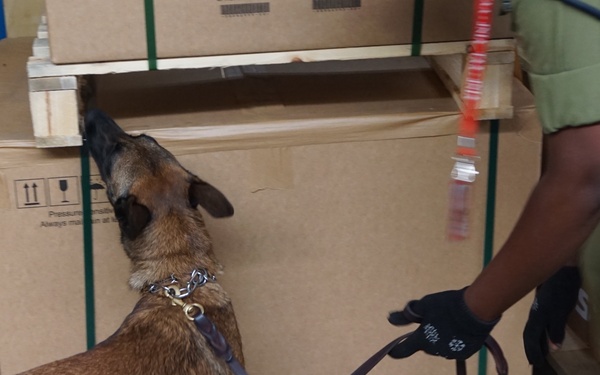 Customs and Border Protection trained Belgian Malinois are delivered to Tanzania